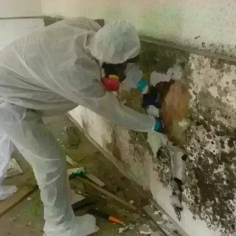 Mold Remediation and Removal in Los Olivos, CA